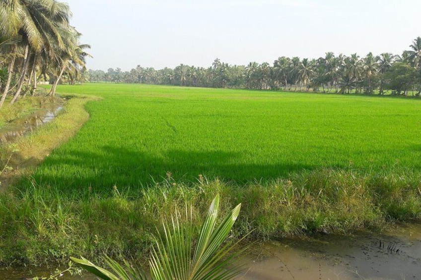 Lush green paddy fields. Two crops of red rice.