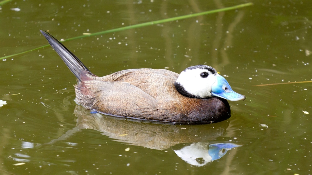 White-Headed Duck in Seville 