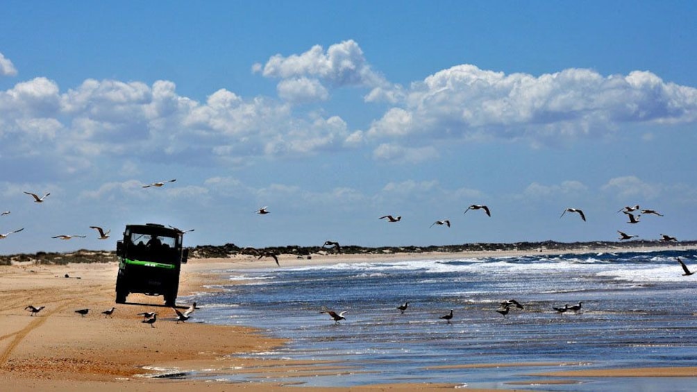 Vehicle driving along the beach at Doñana National Park in Seville 