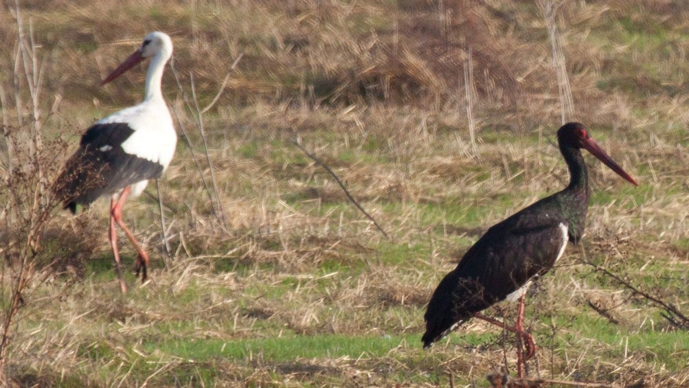 Two birds in the grass in Seville 