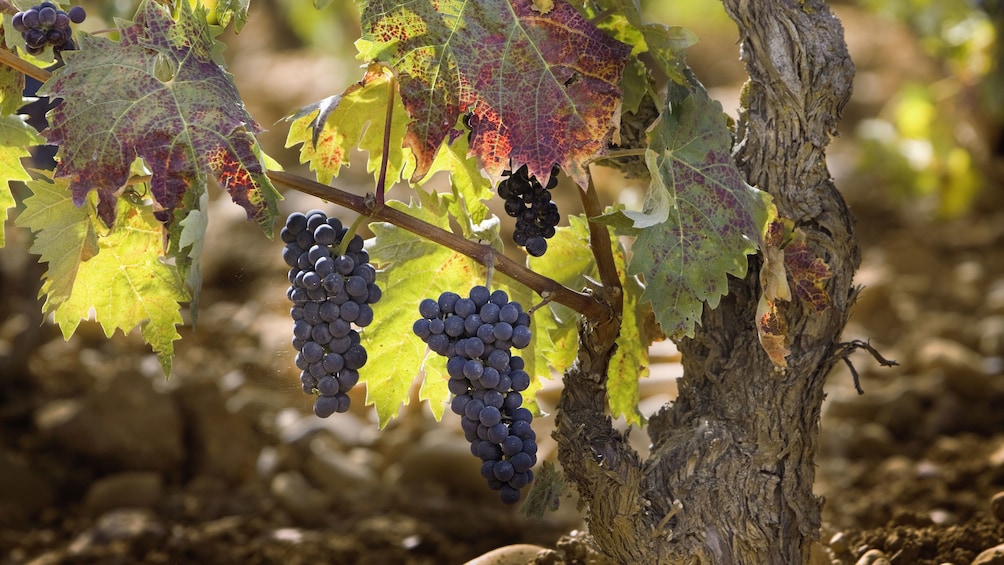 Dark purple wine grapes at a vineyard in Spain