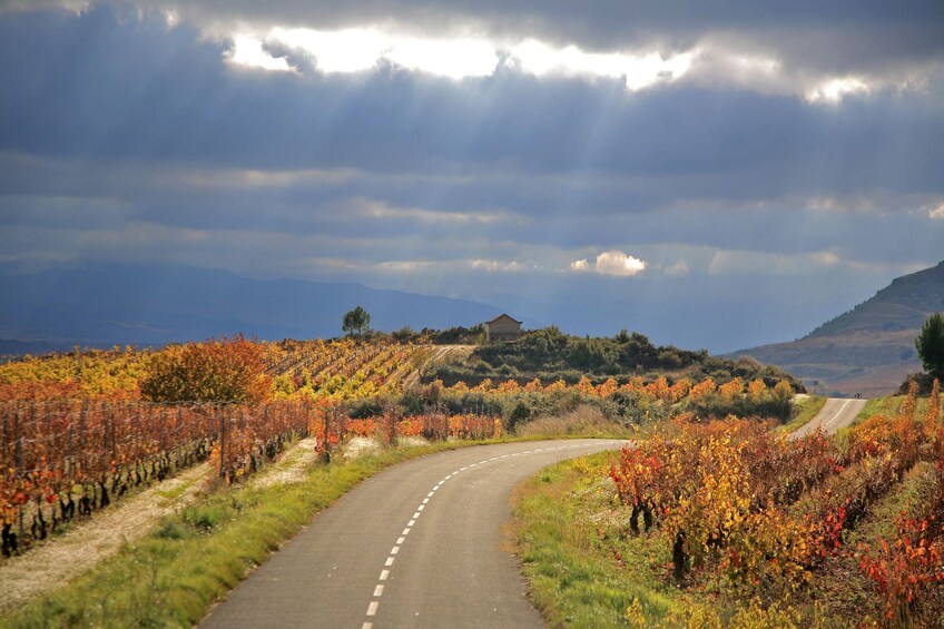 Vitoria & Rioja Wine Area Full-Day Tour