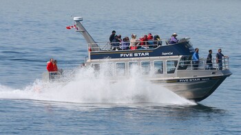 Whale Watching Catamaran Adventure