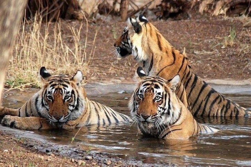 Royal Tiger in Chitwan National park