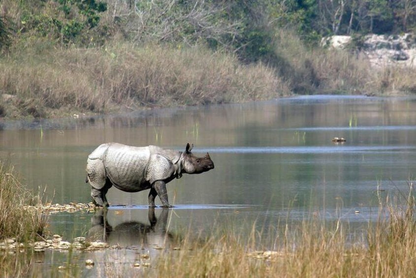 One horn rhino