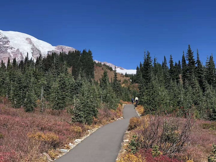 1-Day Mount Rainier National Park Tour(Seattle Departure)SR1