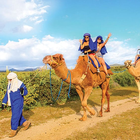 Desert & sea, Camel Safari tour in Los Cabos with lunch