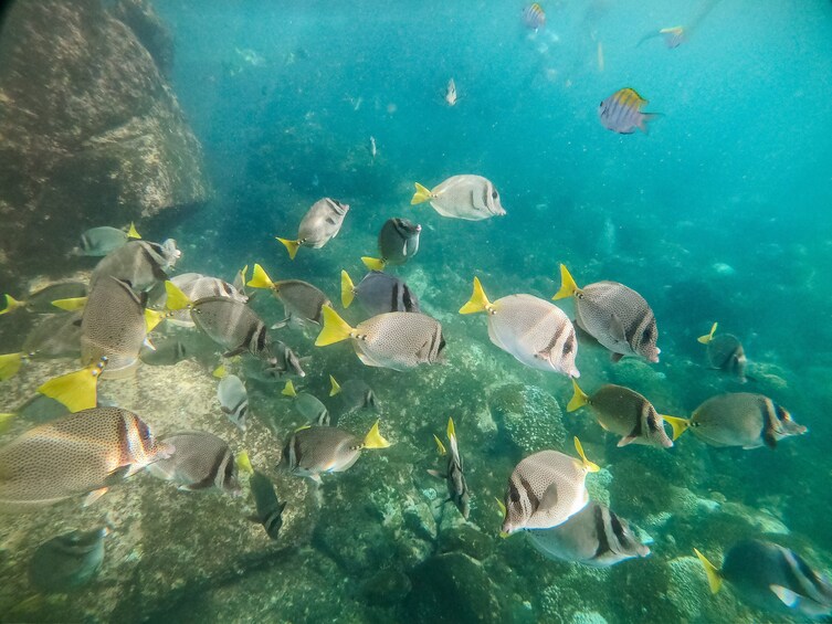 Shore Excursion Premium Family Snorkeling Experience