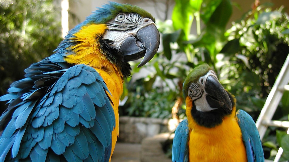 Colorful parrots of the Bird Kingdom showcase in Niagara Falls