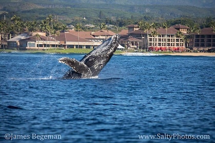 Kauai's Ultimate SOUTH SIDE Whale & Dolphin Zodiac Boat Adventure