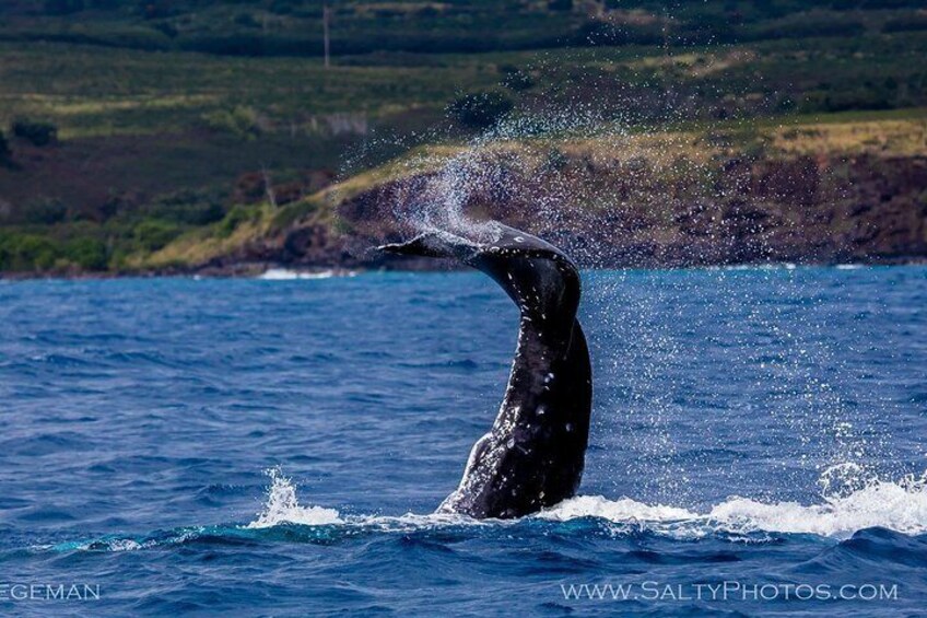 Kauai's Ultimate Whale & Dolphin Zodiac Boat Adventure