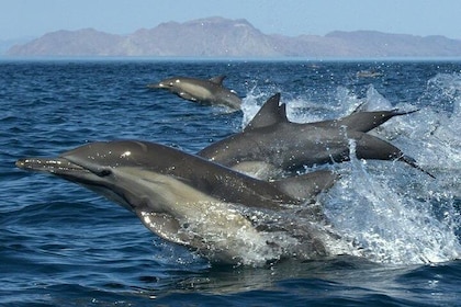 Kauai's South Side Whale and Dolphin Zodiac Boat Adventure