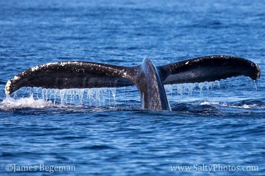 Kauai's Ultimate Whale & Dolphin Zodiac Boat Adventure