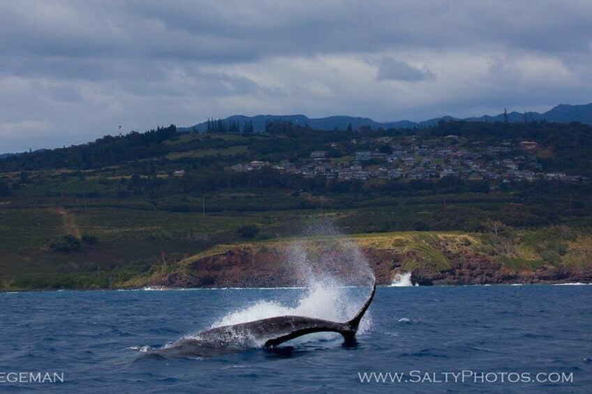 Kauai's Ultimate Whale & Dolphin Zodiac Boat Adventure