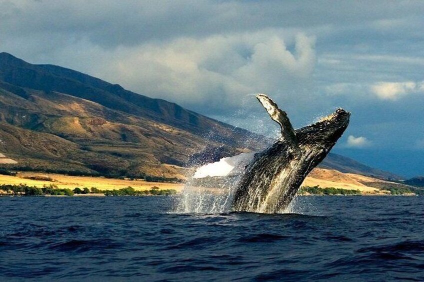 Kauai's Ultimate Whale & Dolphin Zodiac Boat Adventure