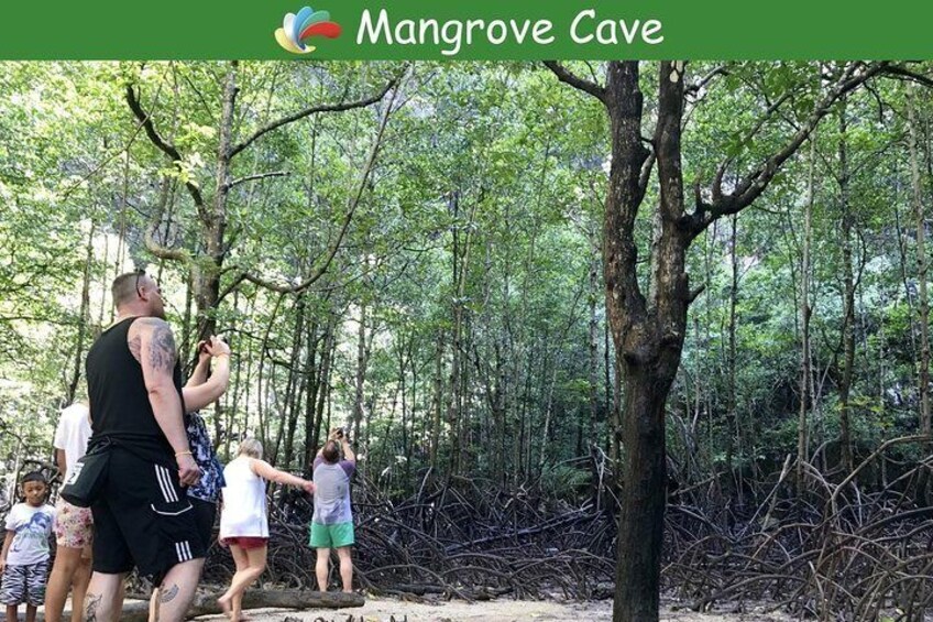 Mangrove in Phang Nga Bay