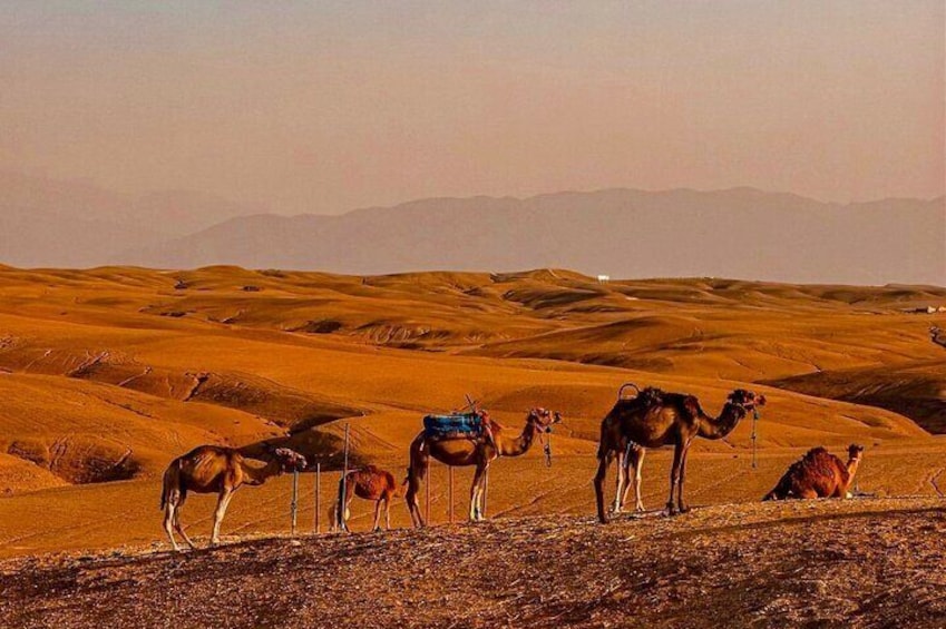 Desert Agafay & Atlas Mountains & Waterfalls, Camel ride Day Trip From Marrakech