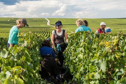 Private tour of the Champagne area, meet local producers and taste their Ch...