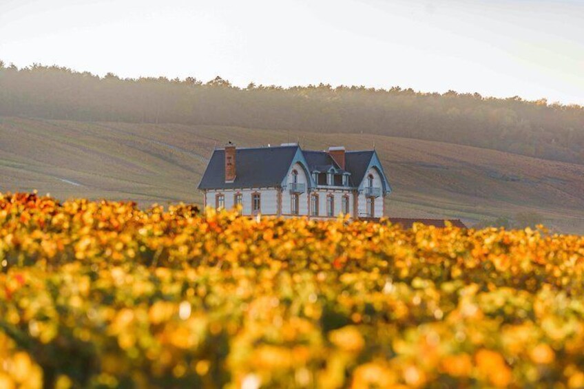 Vineyard of Champagne.
Photo credit: © Cyrille Beudot - Tourist Office of Grand Reims (24)