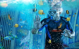 Cage Snorkel with Sharks