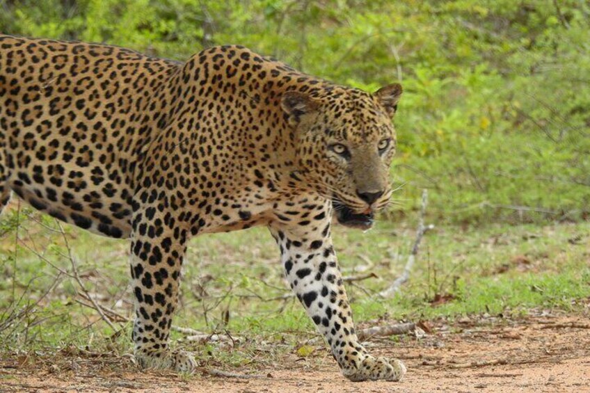 Yala Safari Tour Yala National Park Full-Day/HalfDay 