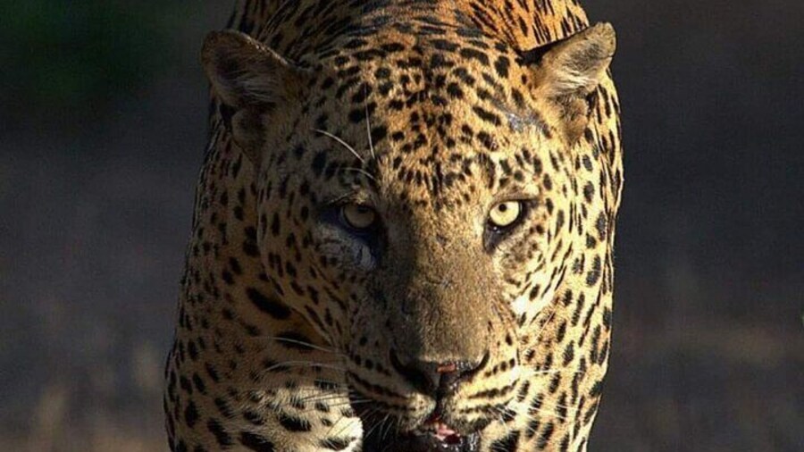 Yala National Park Safari Tour from Hambantota Port