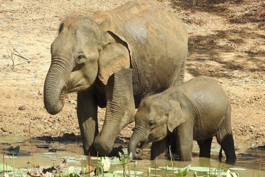 Yala Safari Tour Yala National Park Full-Day/HalfDay 