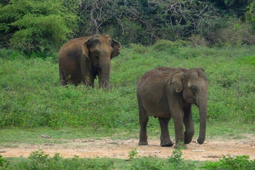 Yala Safari Tour Yala National Park Full-Day/HalfDay 