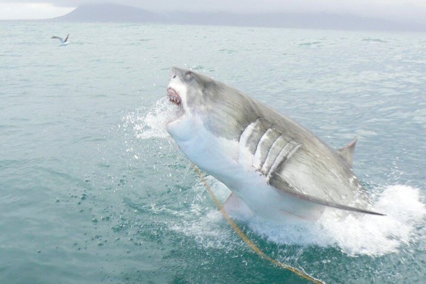 SHARK CAGE DIVING and VIEWING (Self Drive)