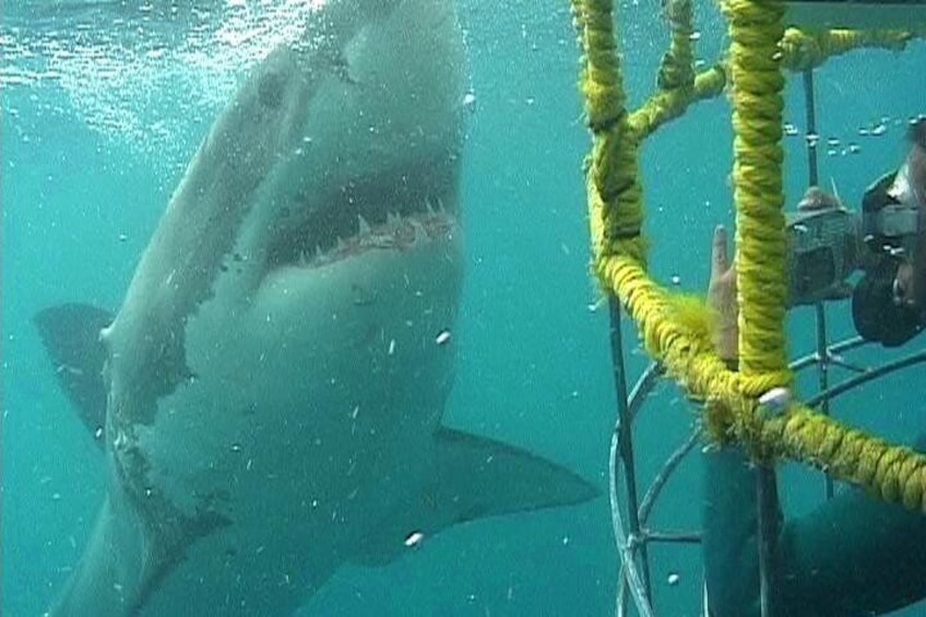 SHARK CAGE DIVING and VIEWING (Self Drive)