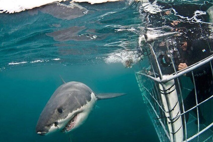 SHARK CAGE DIVING and VIEWING (Self Drive)