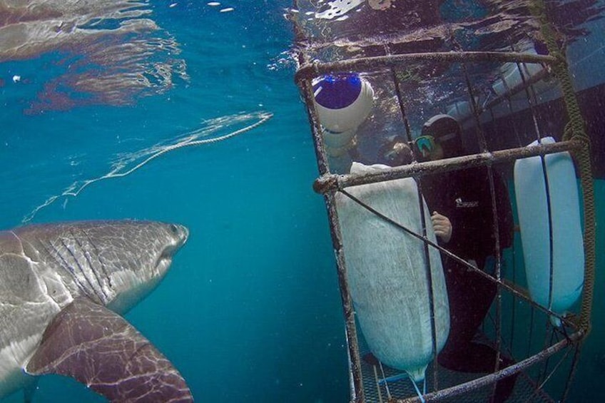 SHARK CAGE DIVING and VIEWING (Self Drive)