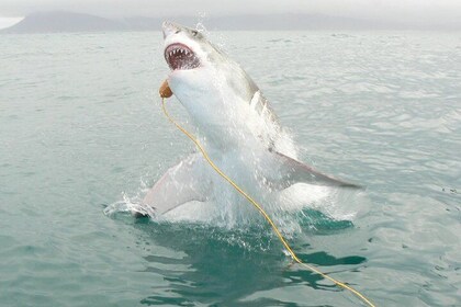 SHARK CAGE DIVING and VIEWING (Incl. transfers from Cape Town)