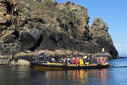 Exhilarating Rib experience - Dingle sea safari