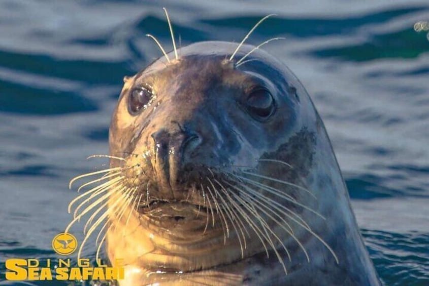 Grey seals are always seen while on the tour around the Blasket islands 