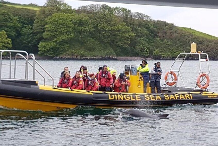 Upclose with fungie the dolphin 