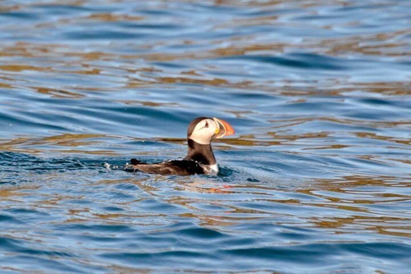 Puffins we see