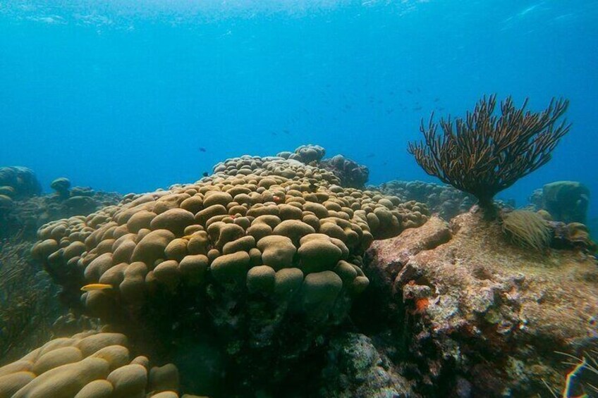 Eco-friendly hike & snorkel excursion: Aruba's highest point & pristine reef