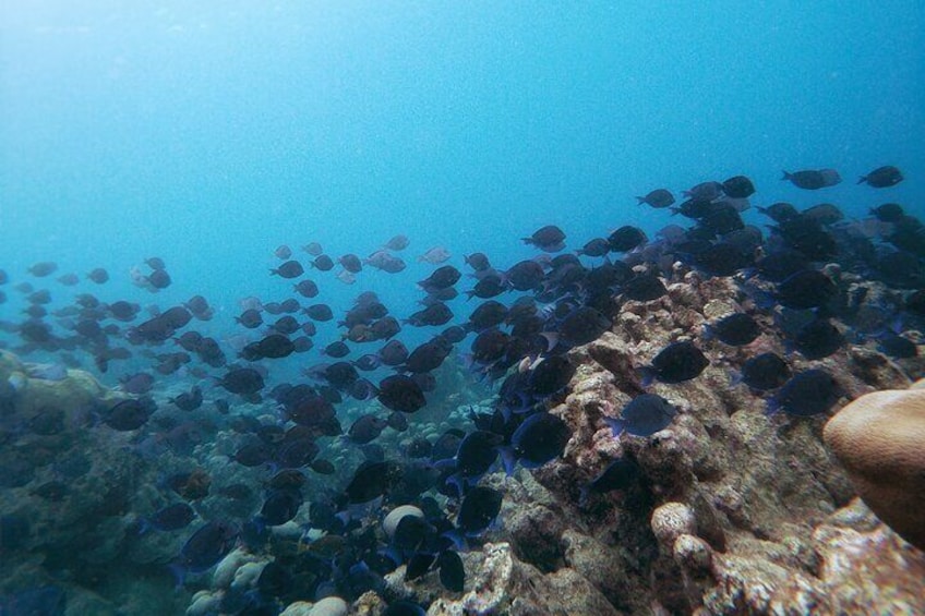 Eco-friendly hike & snorkel excursion: Aruba's highest point & pristine reef