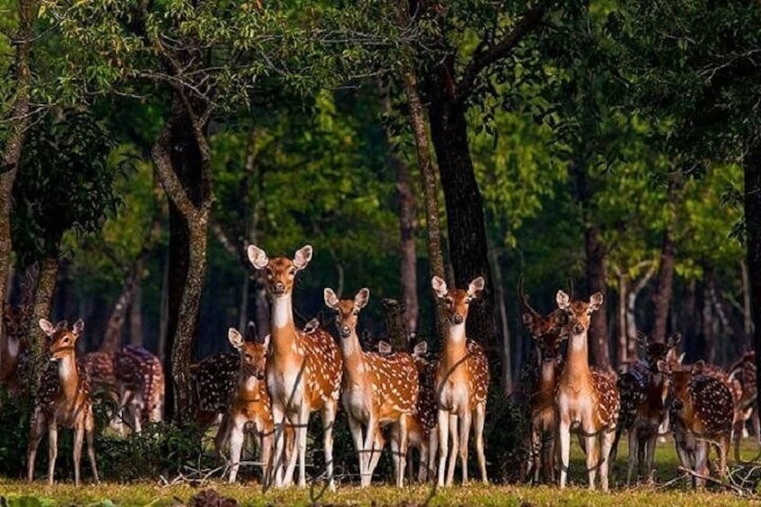 Sundorbon Bangladesh