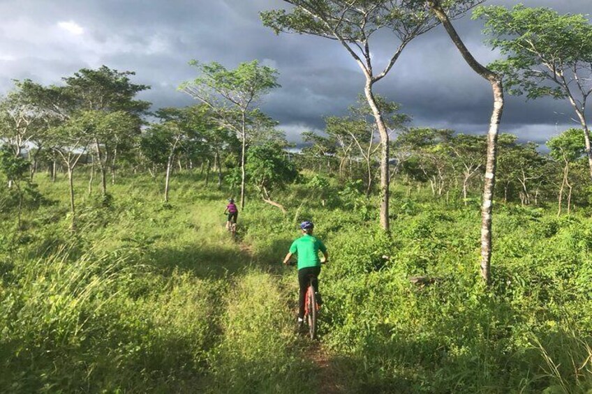 Teak Forest Singletrack