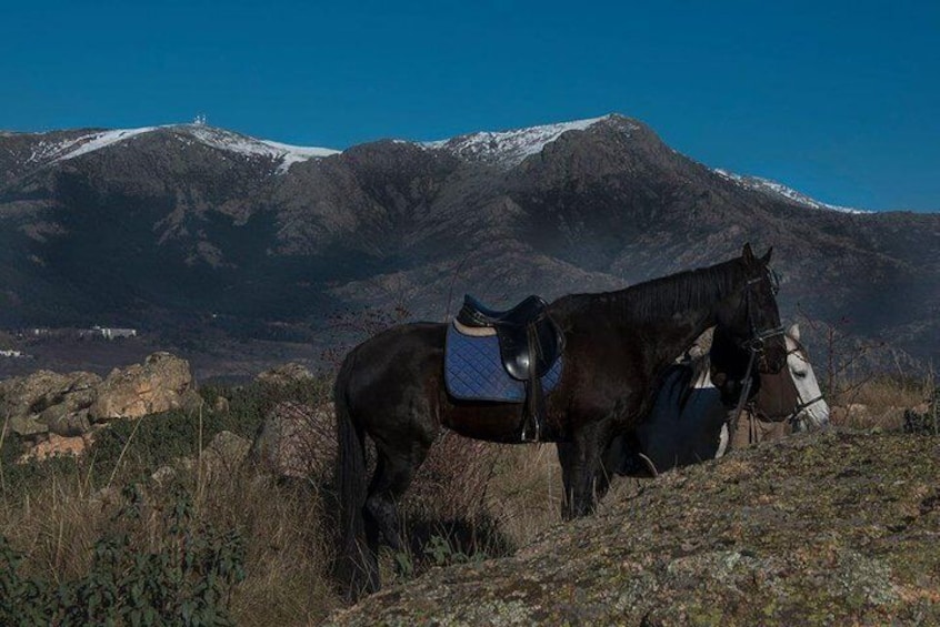 Horseback Riding in Madrid