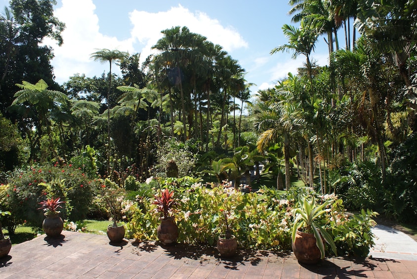 Balata Garden and Saint Pierre Private Excursion 