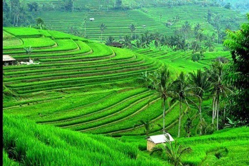 Jatiluwih Rice Terraces UNESCO Heritage Splendor