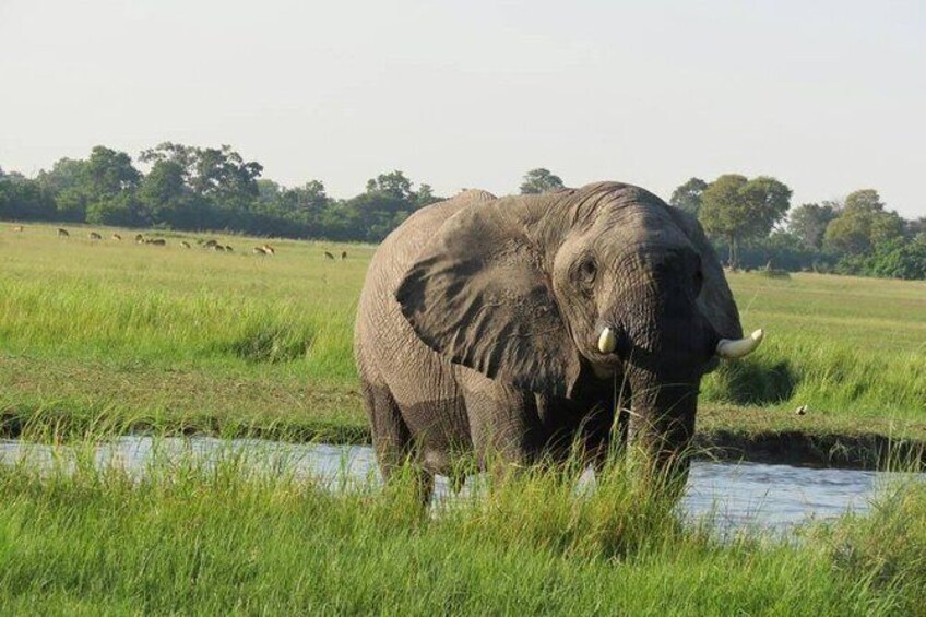 1 Day Game Drive Moremi Game Reserve