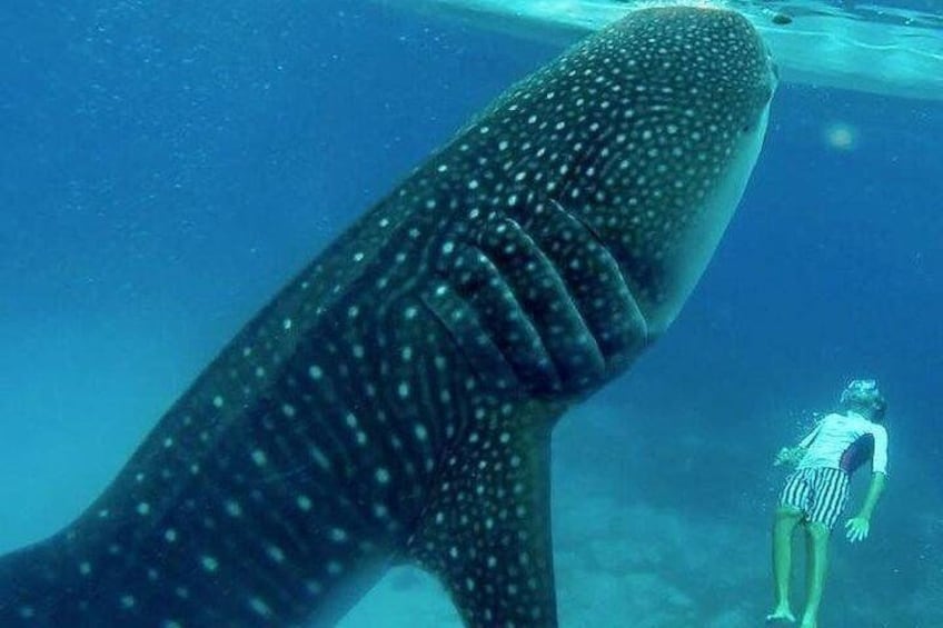 Oslob Whale Shark watching + Canyoneering Adventure Tour