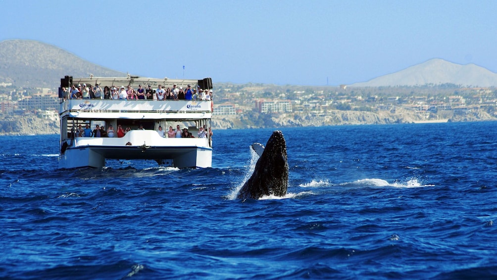 Whale Watching from Los Cabos