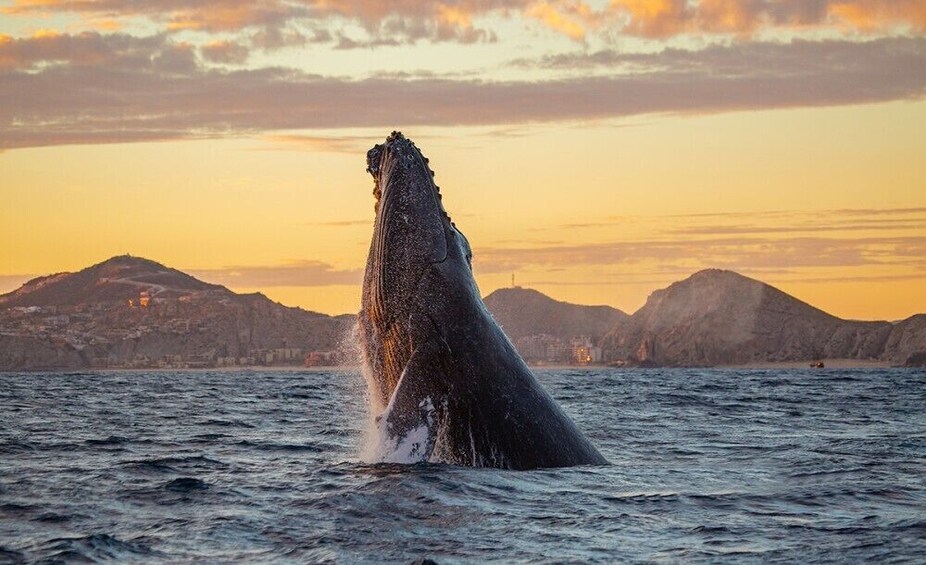 Whale breaches at sunset in Cabo San Lucas