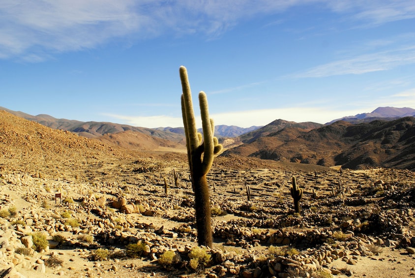 Full-Day Salt Flats Tour from Salta