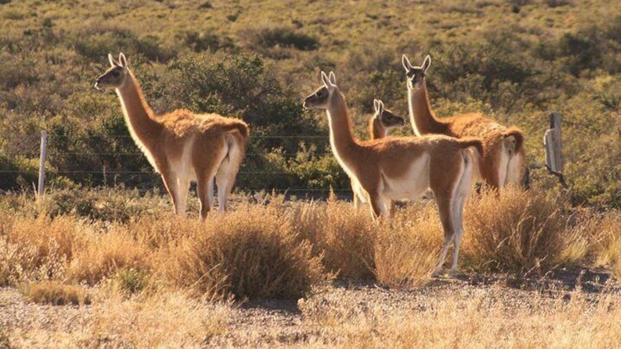 Peninsula Valdes, Full dayTour or Shore Excursion
